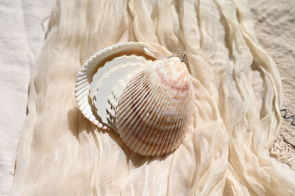 Taccuino Artigianale in Conchiglia Pettenide (~6-8 cm)