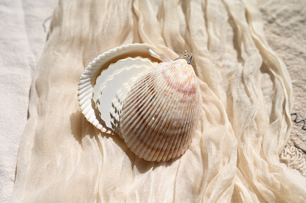 Taccuino Artigianale in Conchiglia Pettenide (~6-8 cm)