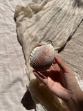 Taccuino Artigianale in Conchiglia Pettenide (~6-8 cm)
